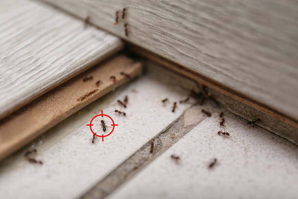 Best Exterminator Services  in Maan, ND