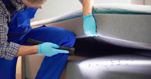 Best Mosquito Control Services  in Maan, ND